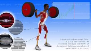 Proprioception musculotendineuse et articulaire [upl. by Neala616]