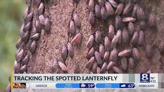 Tracking the Spotted Lanternfly [upl. by Skvorak61]