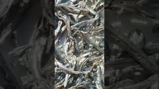 Dried anchovy shortvideo viralshort viral fyp [upl. by Ahsilak]