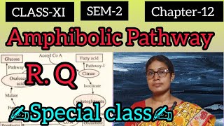 CLASS  11💥 SEM2📚 Chapter12✍️🔜 Amphibolic Pathway🔄 amp RQ🚀 in bangla 💯 [upl. by Adnohsal]