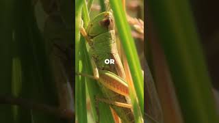 🔊 How Grasshoppers Make Their Loud Sounds The Secret of Stridulation 🦗 [upl. by Imiaj]