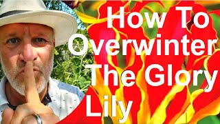 Tropical Gardens UK How to Overwinter the Glory Lily  Gloriosa superba [upl. by Yate609]