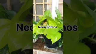 My beautiful collection of Pothos plants 🌿☘️💐 [upl. by Eitac]