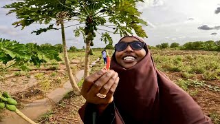 Welcome to The Green farms of Somalia Afgooye 🇸🇴 [upl. by Elraet]