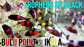 WILD  F1  Tropheus sp quotblackquot IKOLA amp BULU POINT  side view [upl. by Antone]