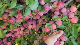 Picking plums cherry black cherry red eating plums and cherry [upl. by Estell290]