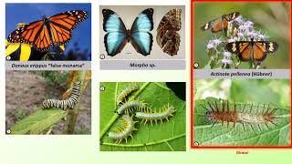 IDENTIFICACIÓN DE LEPIDOPTERA DE IMPORANCIA AGROPECUARIA [upl. by Solberg]