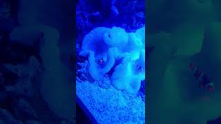 Takeshima Aquarium Soft Corals [upl. by Airbmac]