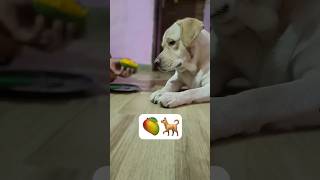 Mango or dog  shadow dogs🥭🐕dog shorts shortsvideo ytshorts [upl. by Gnanmas]