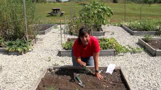 Planting Watermelons in Rows  Growing Melons [upl. by Arraik577]