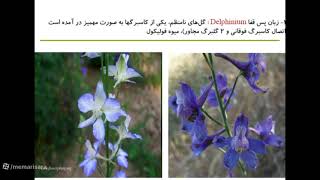 گیاه شناسی  قسمت 40  Aconitum اقونیطون  Delphinium زبان پس قفا [upl. by Llenehs]