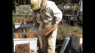 Comment élever les abeilles pour produire du miel et de la propolis [upl. by Rodolphe181]