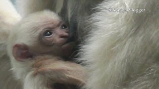 Adorable Suckling Week Old Critically Endangered Gibbon [upl. by Gayel]