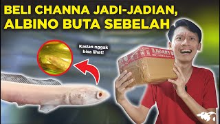 KASIHAN NYOBA BELI CHANNA STRIATA ALBINO MATA MERAH TAPI BUTA SEBELAH DI SHOPEE [upl. by Novat]