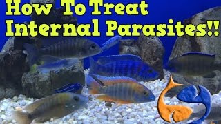 How To Treat For Internal Parasites In Your Fish Part 1 Medicate The Food KGTropicals [upl. by Leeanne]