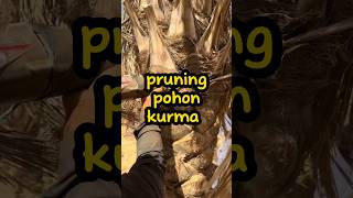 pruning pohon kurma emang bisa shorts tahukahkamu viralshort [upl. by Keavy]