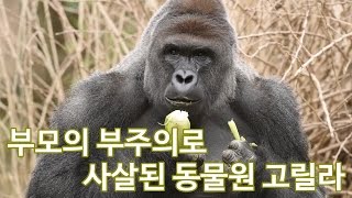 부모의 부주의로 인해 사살된 안타까운 동물원 고릴라 하람비 Harambe Gorilla [upl. by Won478]