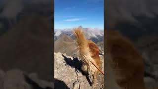 Reaching the top of Pocaterra Ridge with Butch dog  Kananaskis Alberta [upl. by Htidra334]