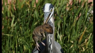 Gopher Broke two times Great Blue Heron hunting gophers [upl. by Avla]