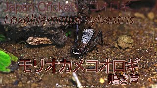 扁平顔 モリオカメコオロギの鳴き声2  Loxoblemmus sylvestris [upl. by Halbert205]