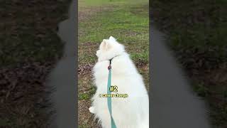 Samoyeds are such versatile dogs dogshorts samoyed [upl. by Einaffit]