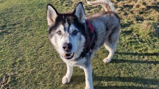 Old Husky Puts All His Energy Into It So Heartwarming [upl. by Adiahs]