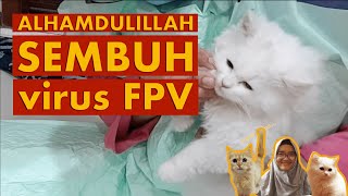 Cara Mengobati Kucing Yang Terkena Virus  Obat Kucing Virus PanleukopeniaAwas‼️Virus Mematikan [upl. by Niamrej]