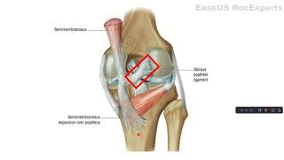 OBLIQUE POPLITEAL LIGAMENTT MRCS [upl. by Harret]