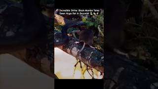 Incredible Strike👊 Black Mamba🐍Takes Down Huge Rat🐀 in Seconds ⚡️😱👍🔥shorts adventure [upl. by Yerahcaz525]