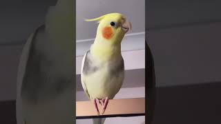 Morning Melodies Adorable Cockatiel Sings to Start the Day Cockatiels Vibes cockatielfunny [upl. by Ahsatsana]