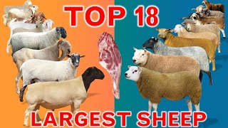 Top 18 Largest Sheep Meat Breeds in the World  Domestic Sheep Breeds  Country by Country  Ramadan [upl. by Elag]