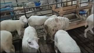 Rambouillet sheep in Neelanjana sheep farm Mysore [upl. by Otrebmal783]