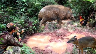 full video 26 minutes hunting wild boars wild chykens and luring mouse deer in the forest [upl. by Sabah179]