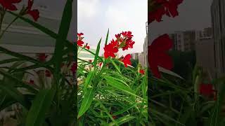 Red Oleander Flower Plant Propagation Care [upl. by Chelton]