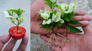 Grow Bougainvillea from cuttings Easy Method  How to grow bougainvillea [upl. by Enirhtac]