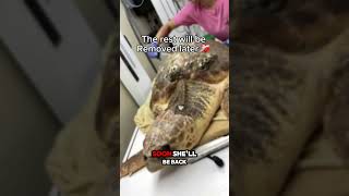 Loggerhead Sea Turtle Gets Life Saving Barnacle Removal Treatment At Turtle Hospital Rescue [upl. by Ahcsim]