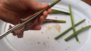 Dissecting Whats Inside the Stomach of an North American Carnivorous Plant  Must See [upl. by Raamal]