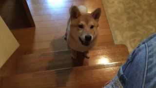 階段を上りたいけど上れなくて、悔しがる柴犬の子犬どんぐり Rather climb I want up the stairs chagrined puppy Shiba Inu Donguri [upl. by Einahpats]