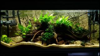 My Geophagus Tapajos tank  60 gallon [upl. by Yellehs]