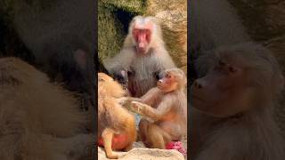 Hamadryas Baboon  Singapore Zoo [upl. by Reynold]