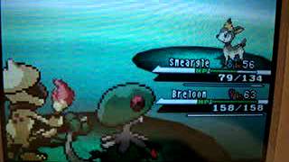 Pokemon BlackWhite how to teach smeargle Spore Tutorial [upl. by Tennos]