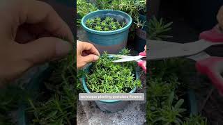 Plant portulaca flower youtubeshorts gardening portulaca bonsai plants [upl. by Andrew]