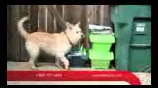 Travelers Insurance Good Job Dog Commercial [upl. by Naihtsirc]