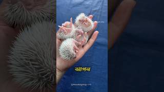 Girl raise a mother hedgehog 😍shorts [upl. by Alathia]