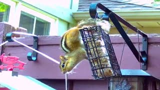 Chipmunk Enjoying The Suet Feeder [upl. by Gretta915]