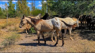 RANCHOLAROSA POTRILLO BAYO APPALOOSA 2019 DE MR PEPONITA PUDDEN X DUNNIT HOLLYWOOD SHADOAPPALOOSA [upl. by Lattie]