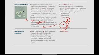 Special Bacterias  Microbiology  4  First Aid USMLE in UrduHindi [upl. by Stieglitz798]