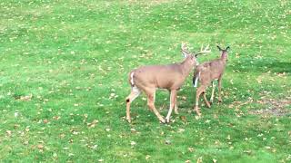 Young Deers In Love [upl. by Danae]