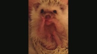 Cutest hedgehog in the world Tiny hedgehog becomes internet star [upl. by Mendelsohn735]