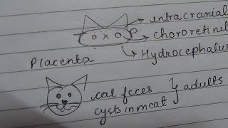 Toxoplasma gondii mnemonic [upl. by Rego]